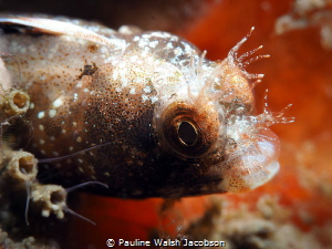 Roughhead Blenny, Acanthemblemaria aspera by Pauline Walsh Jacobson 